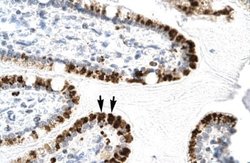 E2F-4 Rabbit anti-Human, Polyclonal, Novus Biologicals 100 &mu;g; Unconjugated:Antibodies,
